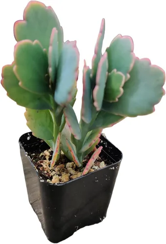 Vista 3 de Plantas suculentas de cactus vivos de USKC (maceta de 2 pulgadas Kalanchoe Fedtschenkoi/vieiras de lavanda)