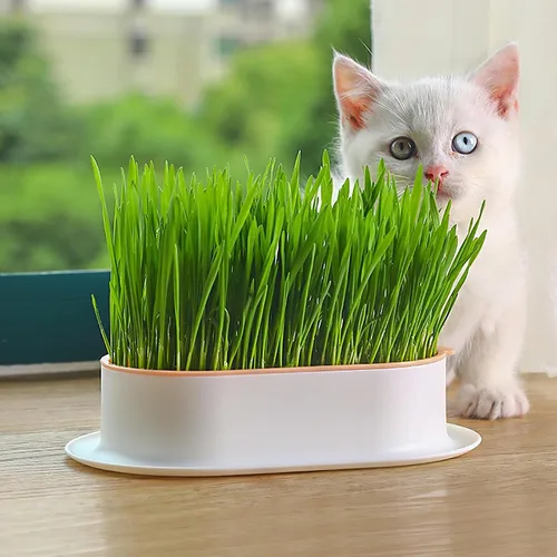 Vista 3 de Cabilock Juego de macetas de hierba para gatos con gran depósito de agua, hidropónico, sin suelo, para interiores, guardería, gatitos, macetas