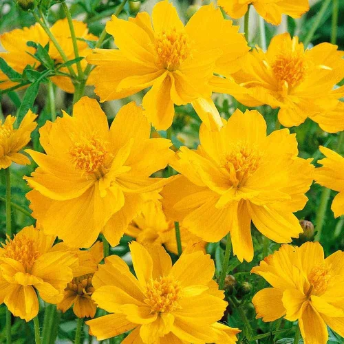 Vista 7 de Outsidepride Gold Cosmos Sulphureus Seeds – 1000 piezas anuales, tolerantes a la sequía y aptas para polinizadores, semillas de flores para plantar