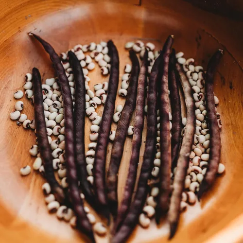 Vista 3 de Cabrí de cáscara morada de ojos rosados, 4 onzas a granel (~550 semillas) – Variedad de guisantes de campo sureño heredero, cultivadas en Estados