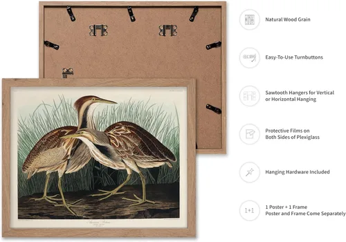 Vista 2 de Poster Master Póster vintage de James Audubon – Impresión retro de amargo americano – Arte de aves de América – Regalo para hombres, mujeres