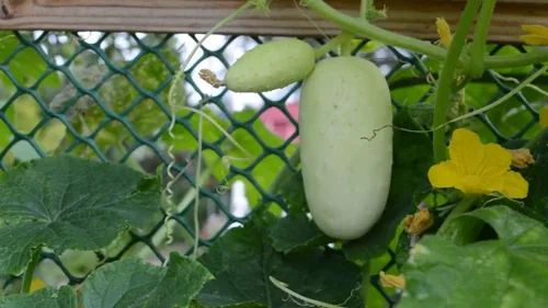 Vista 3 de Semillas de pepino blanco en vinagre Heirloom vegetal no transgénico