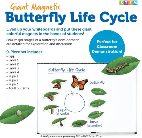Vista 4 de Learning Resources Ciclo de vida de mariposa, 9 piezas de escritura y limpieza, accesorios para el aula, ayudas didácticas, a partir de 5 años
