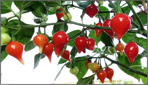 Vista 2 de Semillas de Pimiento Rojo Biquinho (Capsicum Chinense) Heirloom Brasileño 10 Semillas