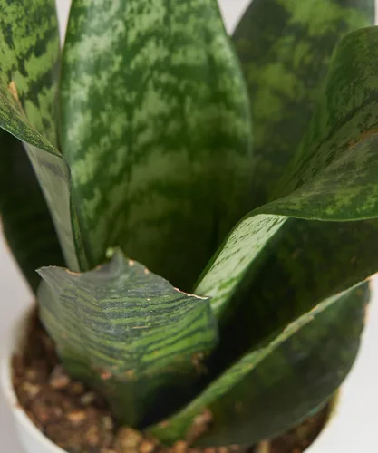 Vista 2 de Shop Succulents - Árbol de goma ficus borgoña vivo, purificador de aire, seleccionado a mano, planta de interior para el hogar en maceta de 6