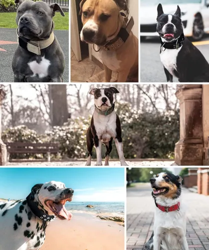 Vista 5 de Collar de perro grande resistente – 2 pulgadas de ancho con asa para perros de razas extra grandes, collar táctico de nailon a prueba de mordidas