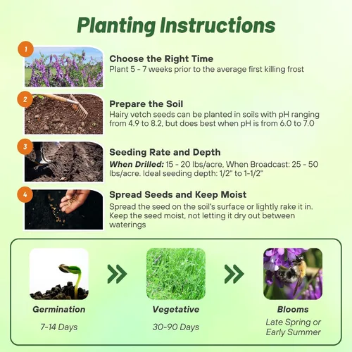 Vista 5 de Outsidepride Hairy Vetch Cover Crop Seeds – 1 oz tolerantes al frío, resistentes al invierno, ideales para mejorar el suelo, pastos verdes, heno