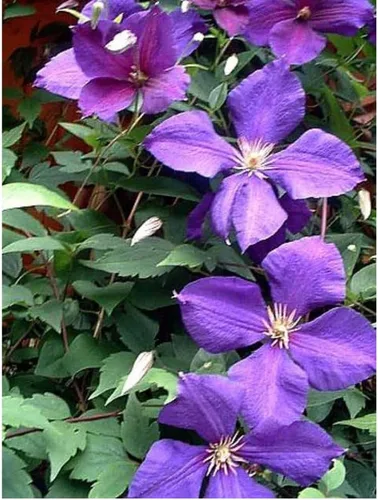 Vista 4 de Jackmani Clematis Vine - Terciopelo púrpura - Maceta de 2.5