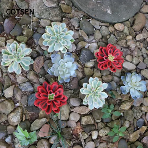 Vista 5 de COTSEN 3 suculentas artificiales de 5.9 pulgadas, sin maceta, surtidas, suculentas falsas para decoración de oficina, familia, jardín