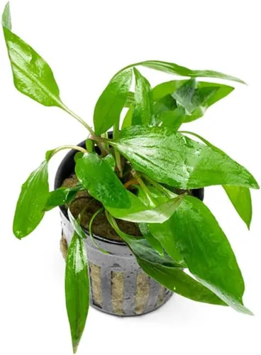 Vista 6 de SubstrateSource Cryptocoryne Plantas de acuario vivas, planta de agua dulce para acuarios, tanques de peces plantados, aptas para principiantes