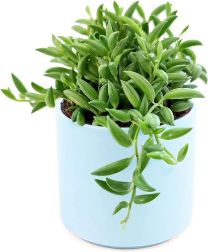 Vista 4 de Senecio String of Bananas Succulent a la venta (2 pulgadas + maceta de arcilla) - Guía de cuidado
