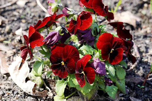 Vista 6 de Semillas de Viola Arkwright Ruby Viola Cornuta Pansies Red 40+ Semillas para plantar Planta de Floración Larga