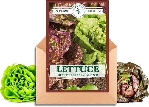 Vista 4 de Park Seed Batavian Full Heart Endive & Chicory Lechuga Mezcla de Semillas - Variedad nutritiva de Escarole con corazones blanqueados cremosos, ideal