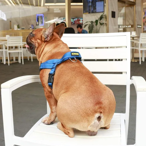 Vista 6 de iChoue Arnés para bulldog francés, ajustable, acolchado, hebilla bloqueada con asa para perros carlino francés, Boston Terrier inglés, azul, talla S