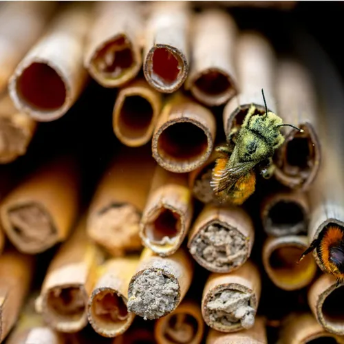 Vista 3 de Tofficu Mason Bee - Tubos de caña de anidación para casas de abejas, tubo de abeja de caña, 100 tubos de abeja masón, paquete de repuesto de casa