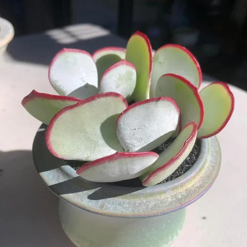 Vista 5 de Plantas Suculentas Vivas Echeveria 'White Eyebrow' 2 pulgadas Paquete de 3, Suculentas Verdes Raras Raíz Desnuda Sin Tierra de Maceta, Plantas Vivas