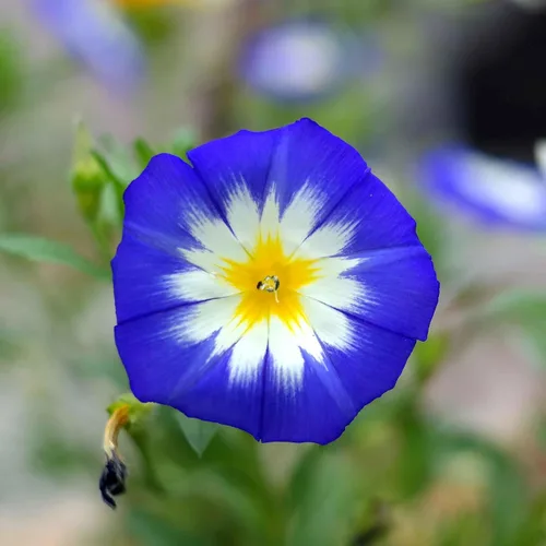 Vista 11 de Eden Brothers Morning Glory Seeds - Picotee azul, semillas sin OMG para plantar, 1 onza Semillas de flores de bajo mantenimiento, plantas durante