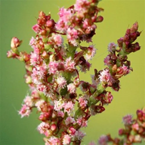 Vista 2 de Semillas de acedera veteada roja (Rumex acetosa) Más de 40 semillas de hierbas raras de reliquia en cápsulas de semillas congeladas