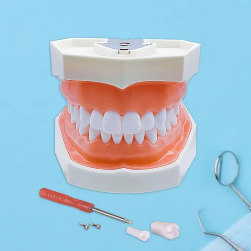 Vista 2 de Modelo de dientes Typodont con dientes extraíbles, modelo de dientes dentales adecuado para enseñanza, práctica y estudio, con un destornillador