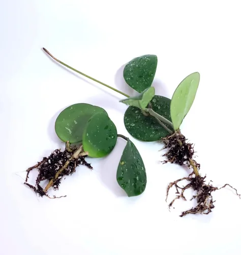 Vista 3 de Hoya Obovata Splash en maceta de 4" - Hojas redondas gruesas - Planta de interior Easycare