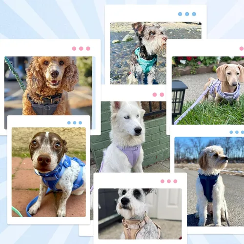 Vista 7 de Wisedog Arnés Ligero Sin Tirones para Perro: Arnés de Chaleco de Malla Transpirable Ajustable para Mascotas con Cojín Suave y Cómodo, para Perros