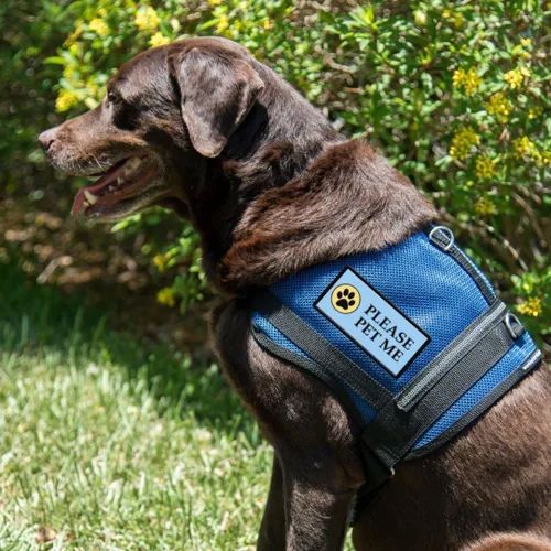 Vista 6 de Please PET ME - Parche cosido para perro de servicio o chaleco de terapia para perros – Parche de identificación bordado de alta visibilidad – 4 x 2