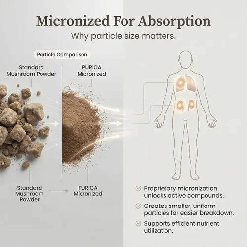 Vista 5 de PURICA Cordyceps - Suplementos de hongos, 120 cápsulas veganas, suministro de 30 días, apoya la energía, vitalidad, bienestar respiratorio, cuidado