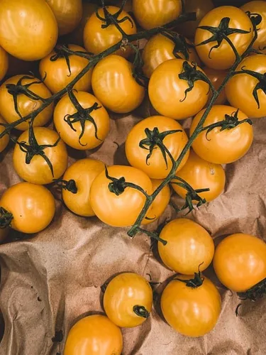 Vista 4 de Tiny Tim Semillas de tomate para plantar, más de 400 tomates cherry, reliquia sin OMG, perfectas para contenedores, patios y cultivo