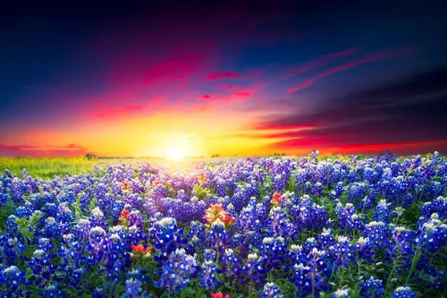 Vista 2 de Póster de impresión fotográfica laminada de primavera con diseño de arándanos y arándanos de Texas Hill Country de borrado en seco, arte de pared