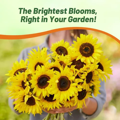 Vista 5 de Outsidepride Semillas de girasol de manchas solares enanas Helianthus Annuus de 1/4 lb para plantar