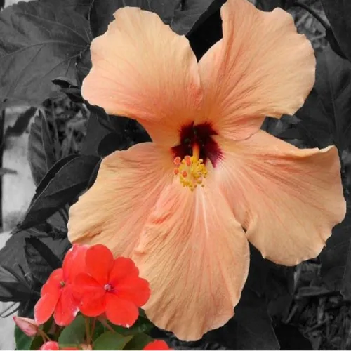 Vista 2 de Aceite de fragancia de melocotón blanco e hibisco (botella de 4 onzas) para hacer velas, fabricación de jabón, fabricación de tartas, aerosoles