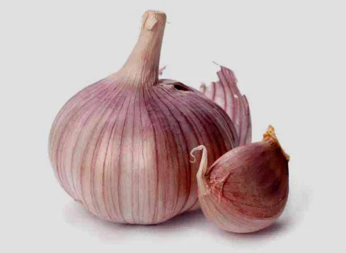 Vista 2 de Bombilla de ajo (paquete de 10), bombilla de ajo de cuello duro siberiano fresco para plantar y cultivar tu propio ajo o comer