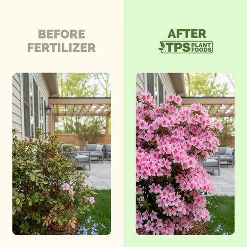 Vista 3 de Fertilizante Azalea - Alimento líquido para plantas para flores vibrantes, hojas verdes ricas y raíces más fuertes, 8 onzas