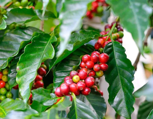 Vista 4 de Planta de café arabica 8 pulgadas de alto - 4 "olla de cerámica única from-jmbamboo