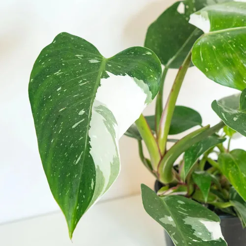 Vista 6 de Philodendron Plant Prince of Orange - Planta viva de 3 pulgadas, adornos para plantas de interior, plantas perennes, cultivo de jardín, puede crecer