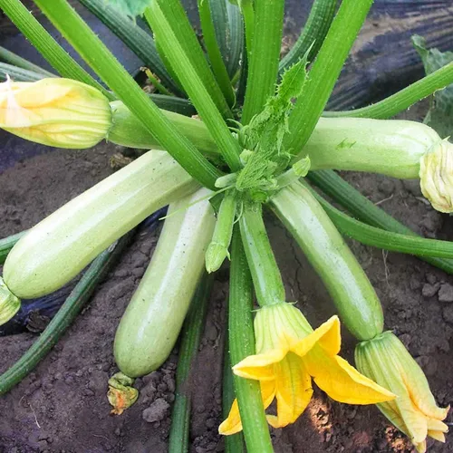 Vista 4 de Semillas Calabacín Tipo Arbusto Blanco Heirloom Vegetal No GMO