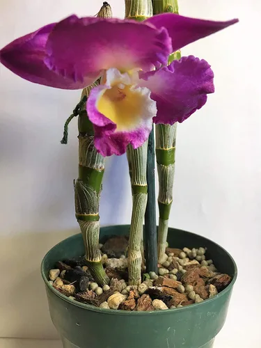 Vista 9 de Nutricote 18-6-8 Fertilizante para orquídeas de liberación lenta 15 oz – 180 días multiusos