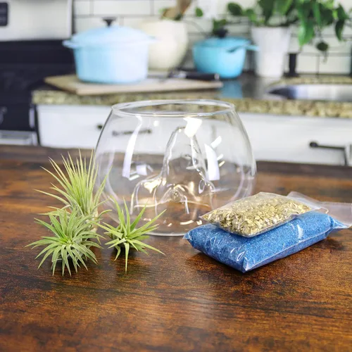 Vista 4 de Juego de terrario de cuenco de montaña de cristal de 6 pulgadas con arena, copos dorados y 3 plantas de aire Tillandsia vivas para jardines