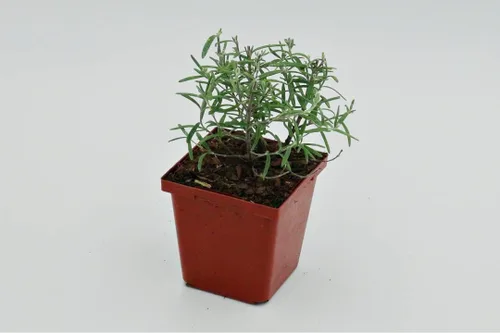 Vista 29 de Guardería Greenwood: Plantas Perennes Vivas - Rosa de Bath + Dianthus Gratianopolitanus - [Cantidad: 1x Maceta de Pinta]