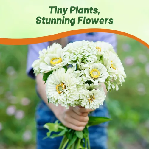 Vista 6 de Outsidepride - Zinnia Elegans, 1000 semillas anuales, Dahlia White Polar Bear, flores para plantar, color blanco
