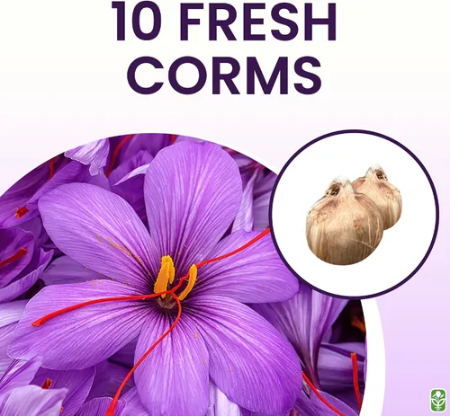 Vista 3 de Cormos de Azafrán Crocus para Plantar – 10 Cormos Grandes – Flores Púrpuras – Bulbos Perennes para Plantación al Aire Libre que Producen la Especia