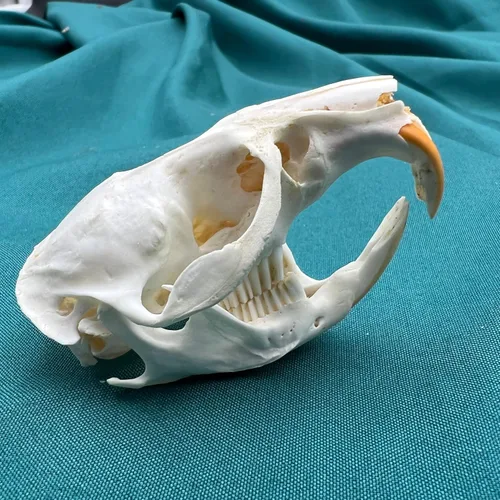 Vista 7 de Venta al por mayor 1/2/3/5/10 piezas Cráneos de Animales Reales de Taxidermia, Espécimen de Huesos Reales, Suministros de Arte Hueso Medicina
