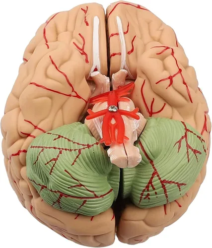 Vista 5 de Modelo de cerebro humano de anatomía 1:1 Modelo de cerebro anatómico Tamaño de la vida 8 piezas Modelo de anatomía para exhibición de enseñanza