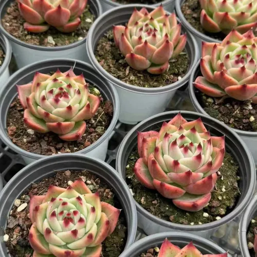Vista 3 de Echeveria Agavoides Blue Dragon – Planta suculenta viva – 3 pulgadas – Tolerante a la sequía, bajo mantenimiento, perfecta para decoración