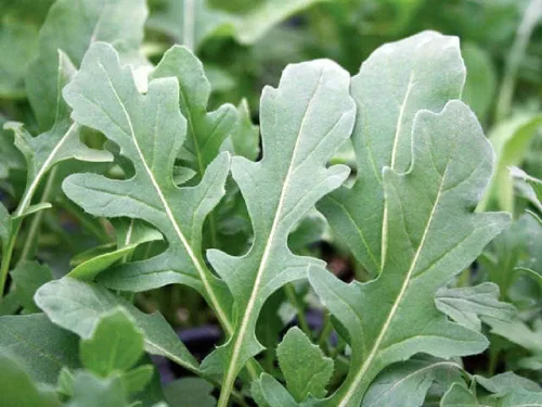 Vista 5 de Semillas de rúcula, semillas de brote de rúcula, microverde, brotación, 5 libras, sin OMG – Marca Country Creek Acres – Alta germinación de brotes