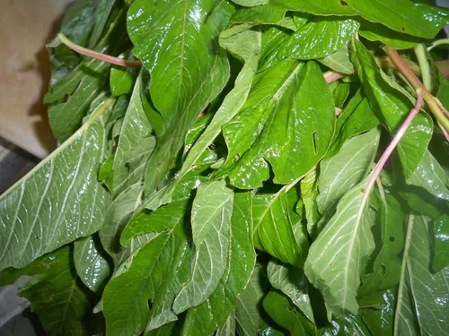 Vista 3 de 300 SEMILLAS DE CALALOO Jamaicano (Amaranto Comestible) Real Jamaican Organic Heirloom