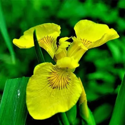 Vista 4 de 35 semillas de iris raras de colores mixtos, colores impresionantes para tu jardín, variedades poco comunes