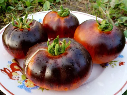 Vista 4 de Semillas de tomate elefante negro - Vegetal de reliquia - Sin OMG