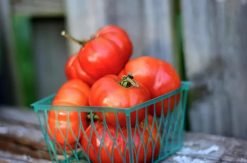 Vista 5 de Liliana's Garden - Semillas de tomate "Costoluto Genovese" - Tomate italiano distintivo y tradicional del viejo mundo Tomate versátil para rebanar
