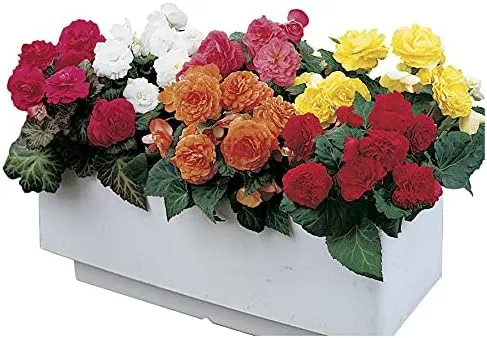Vista 8 de Park Seed Semillas de begonia rosa Dragon Wing, incluye 10 semillas por paquete Ala de dragón rosa